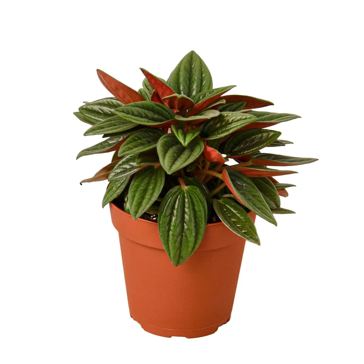 Peperomia Rosso Plant - House Plant Shop