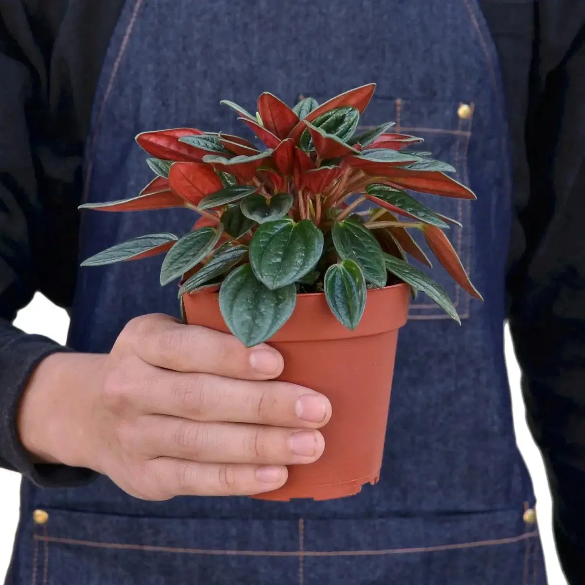 Peperomia Rosso Plant - House Plant Shop