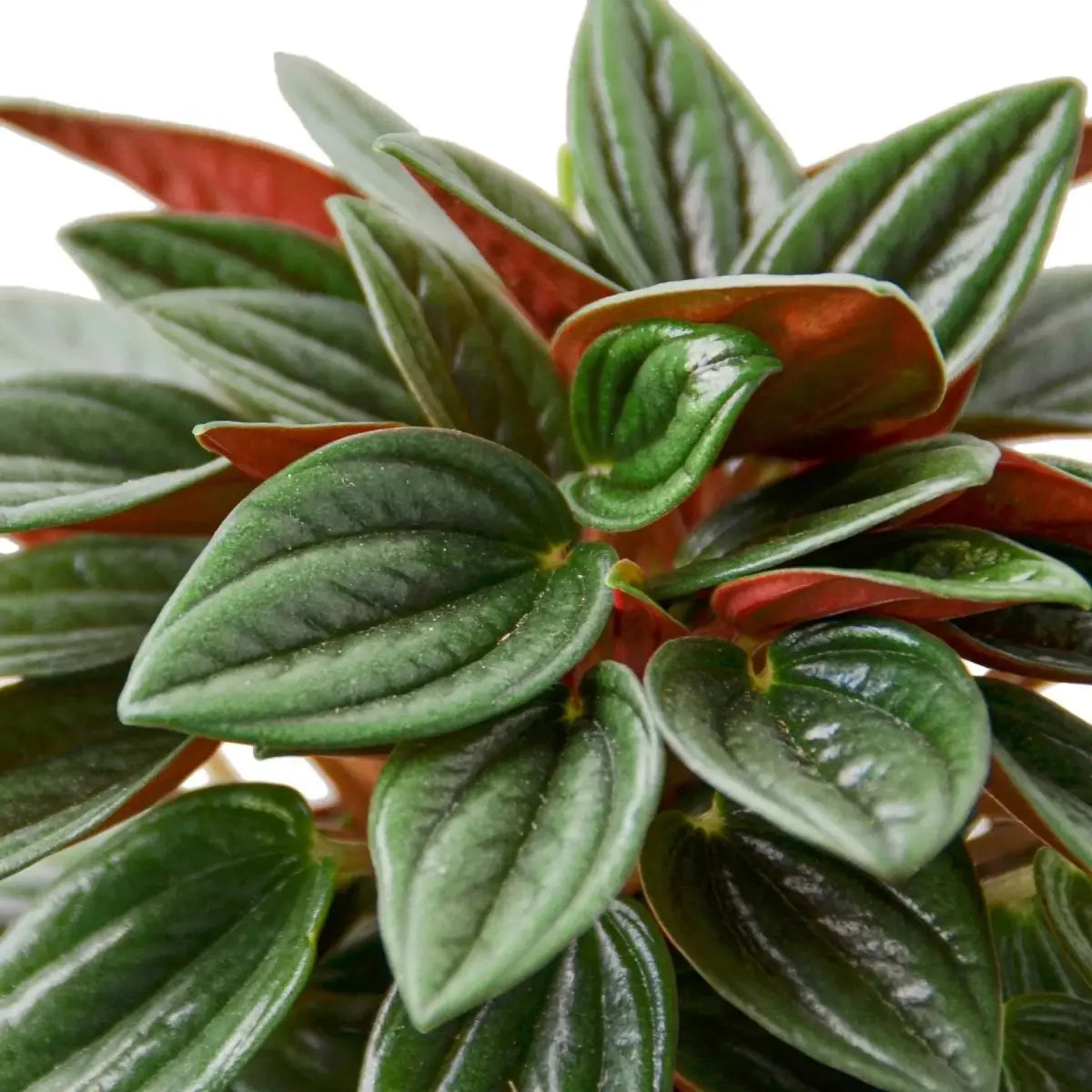 Peperomia Rosso Plant - 4’’ Pot / Nursery - House Plant Shop