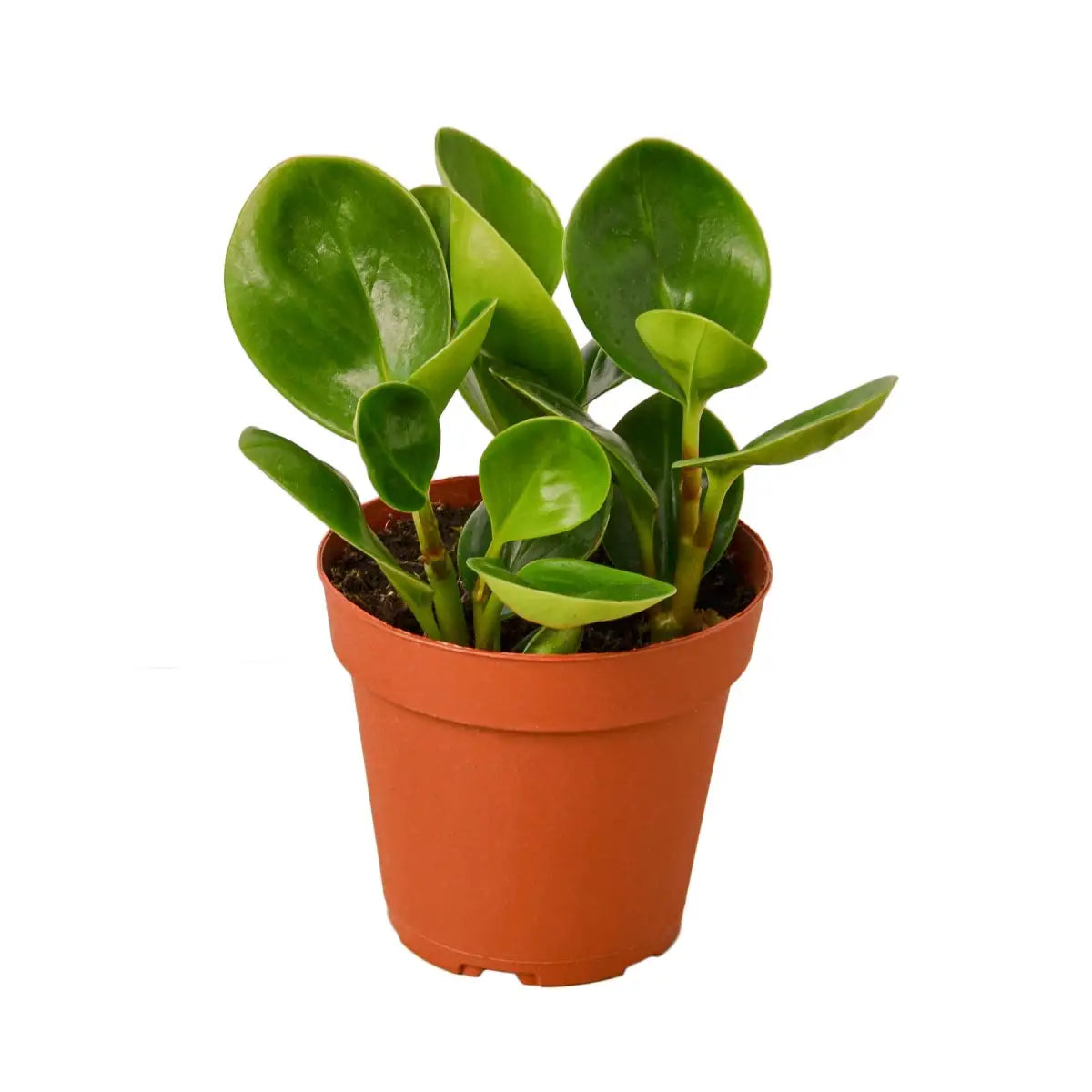 Peperomia Plant - Thailand - House Plant Shop