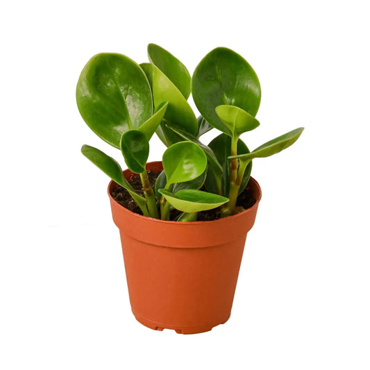 Peperomia Plant - Thailand - House Plant Shop