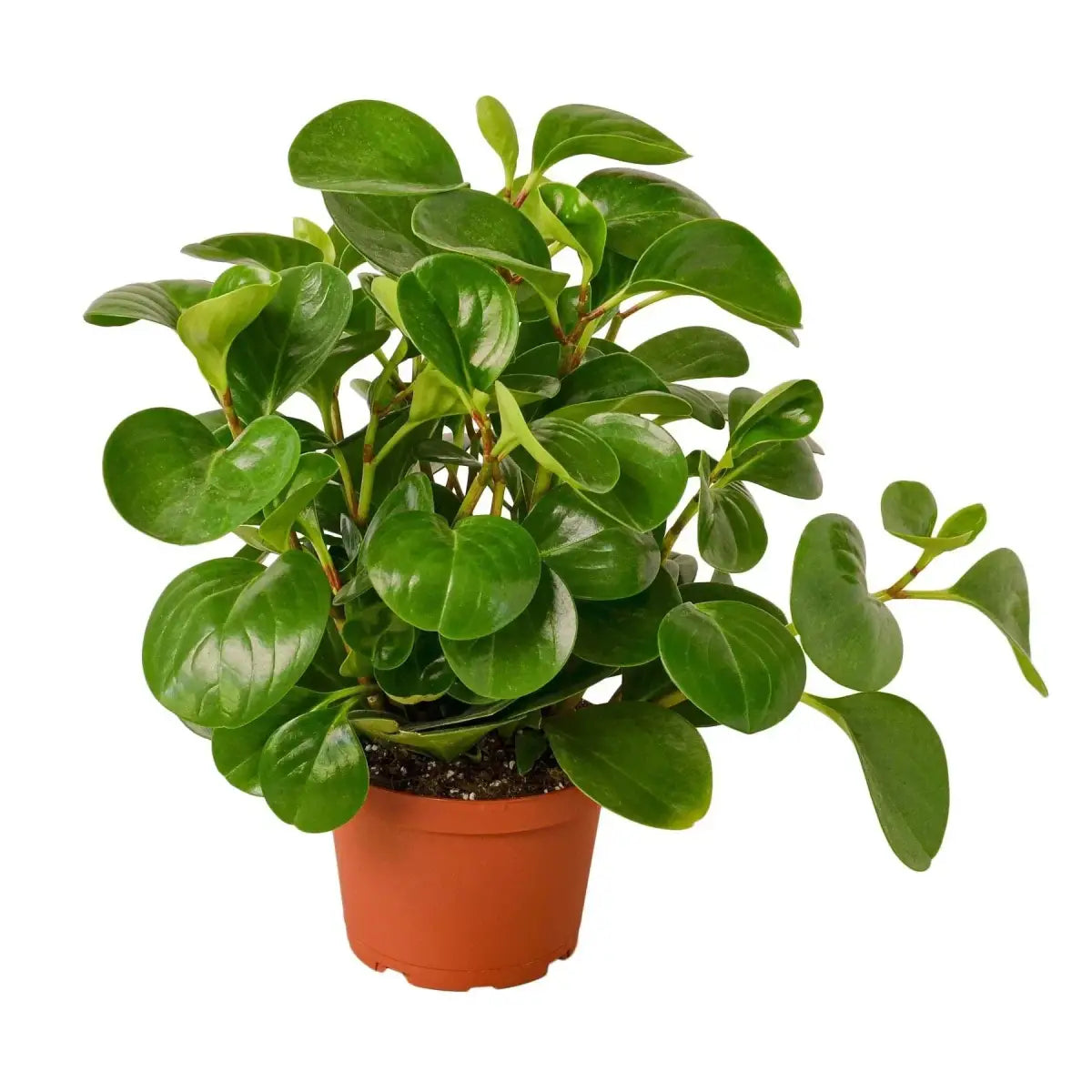 Peperomia Plant - Thailand - House Plant Shop