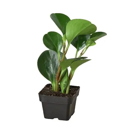 Peperomia Plant - Thailand - House Plant Shop