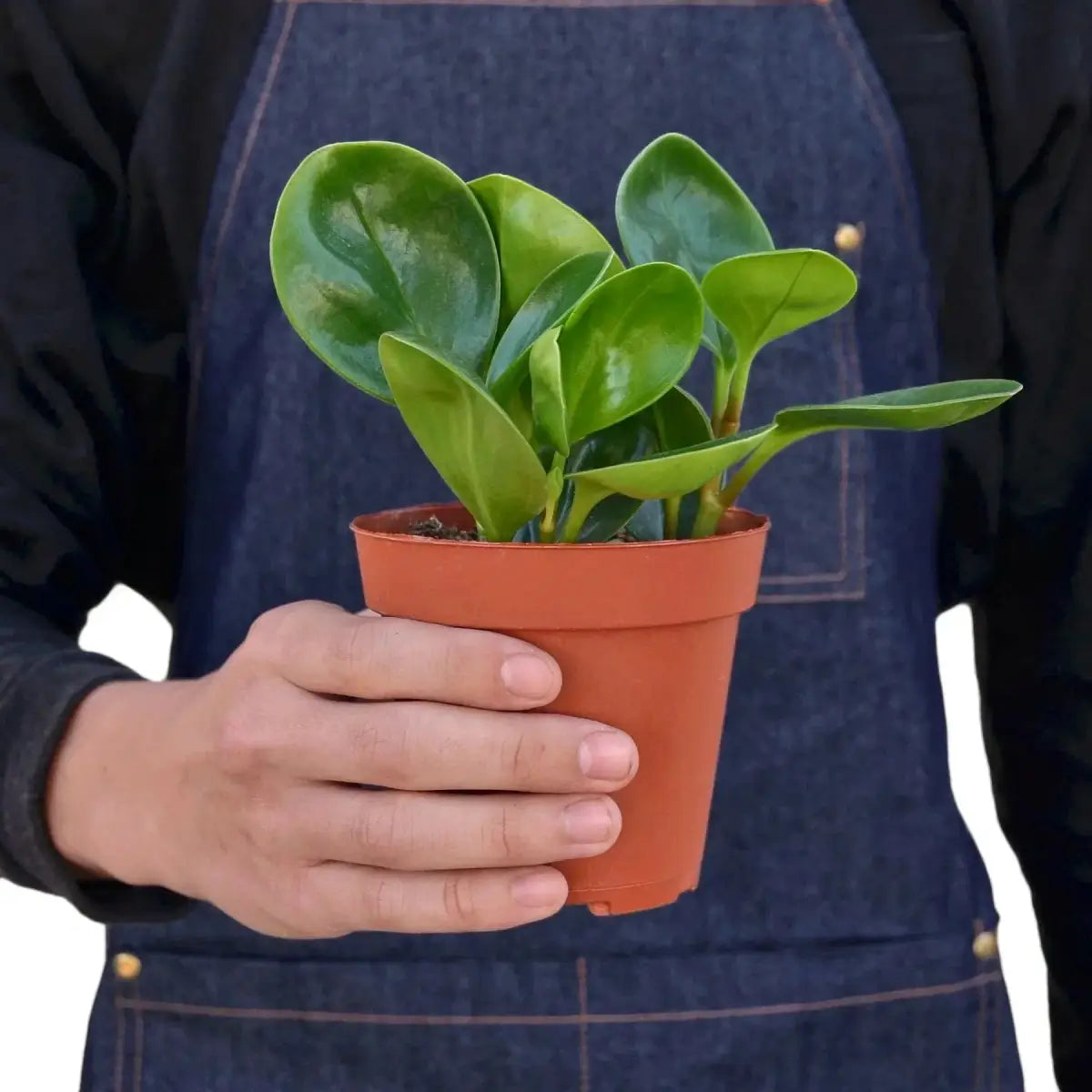 Peperomia Plant - Thailand - House Plant Shop