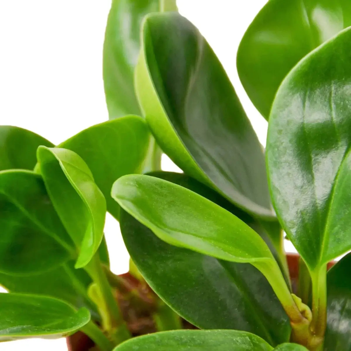 Peperomia Plant - Thailand - 3’’ Pot - House Plant Shop
