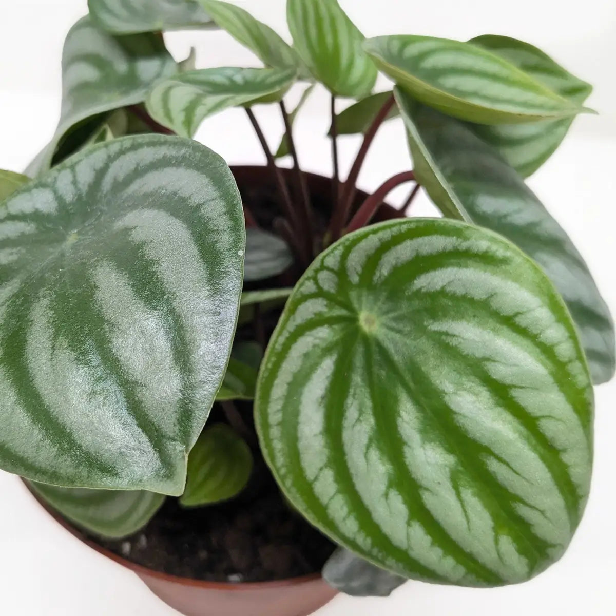 Peperomia Watermelon Plant - 4’’ Pot / Terra Cotta Eco Pot - House Plant Shop