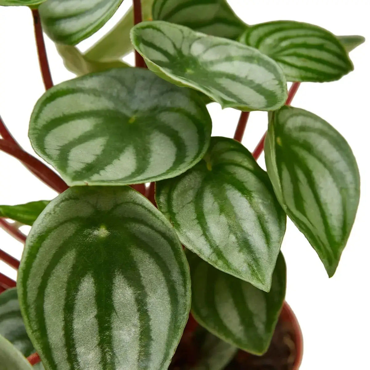 Peperomia Watermelon Plant - House Plant Shop