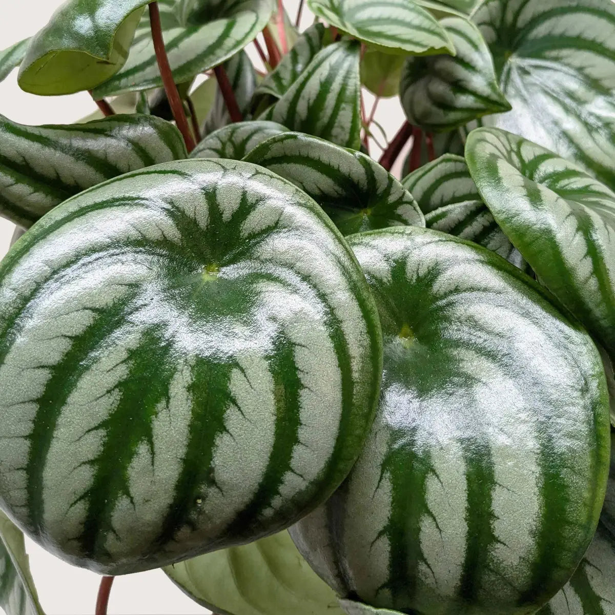 Peperomia Watermelon Plant - House Plant Shop