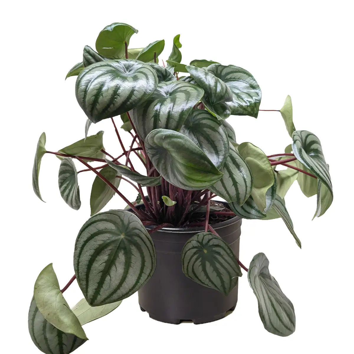 Peperomia Watermelon Plant - House Plant Shop