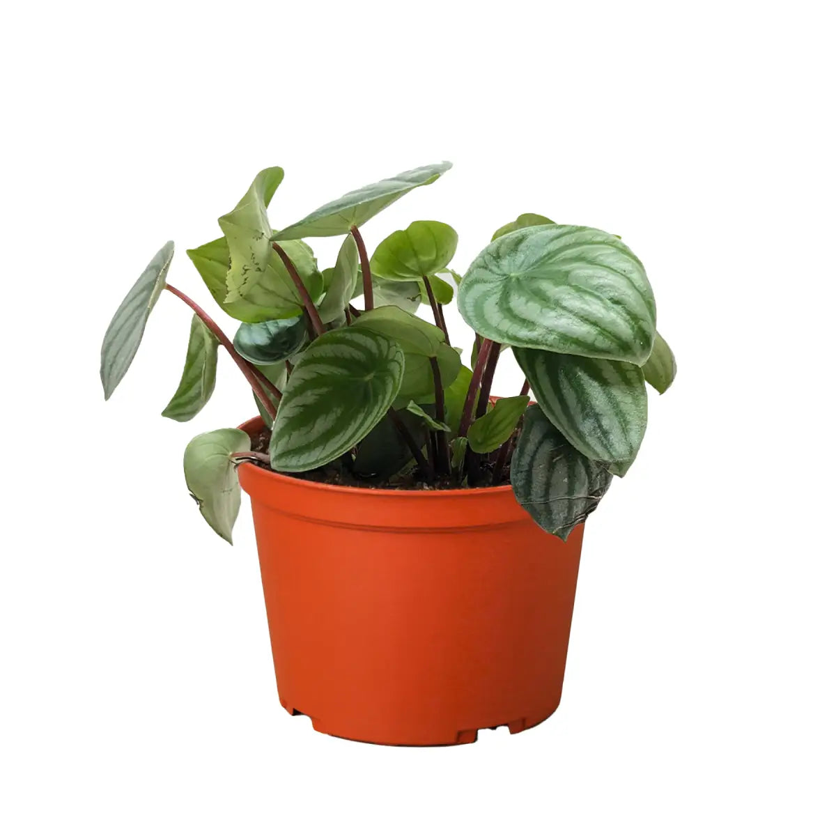 Peperomia Watermelon Plant - House Plant Shop