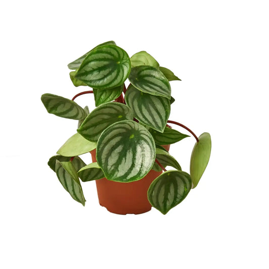 Peperomia Watermelon Plant - House Plant Shop