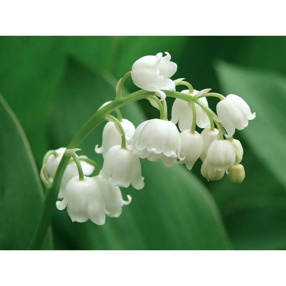 Perfume Oil Roller - Lily of the Valley - Herb & Root