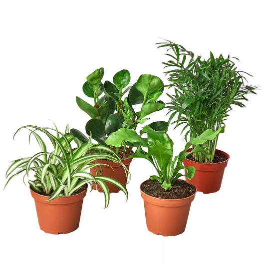 Pet Friendly Plants - Variety Bundle - 3’’ - House Plant Shop