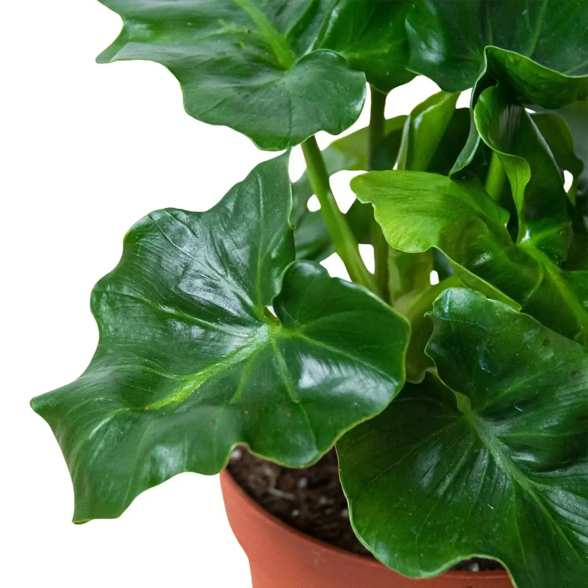 Philodendron Plant - ’Atom’ - 4’’ Pot - House Plant Shop