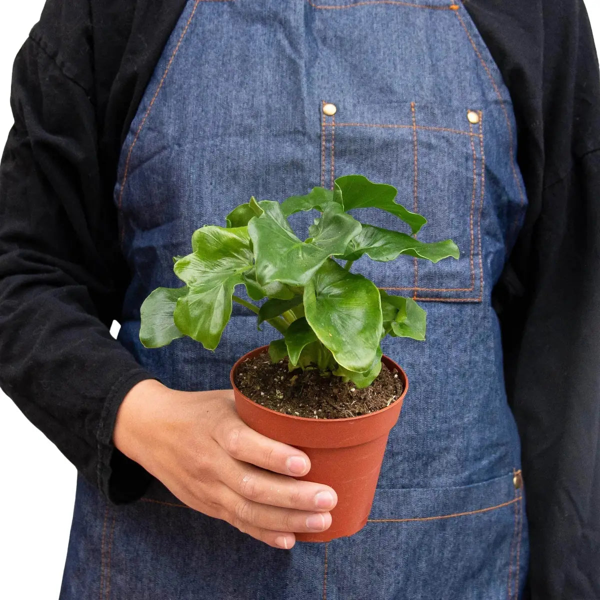 Philodendron Plant - ’Atom’ - House Plant Shop