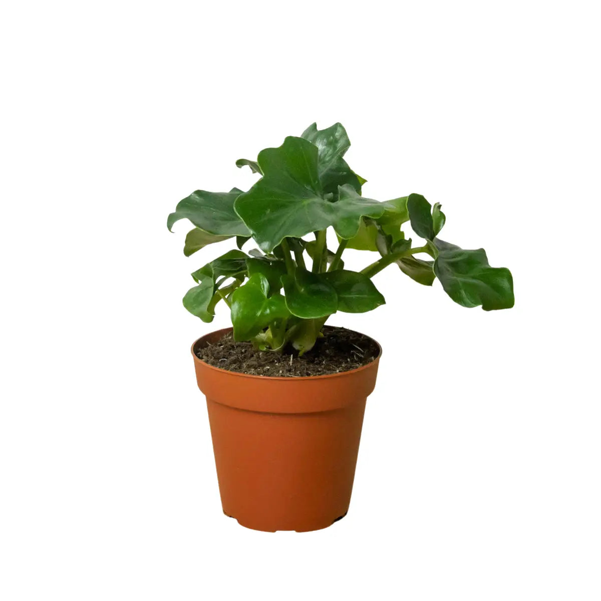 Philodendron Plant - ’Atom’ - House Plant Shop