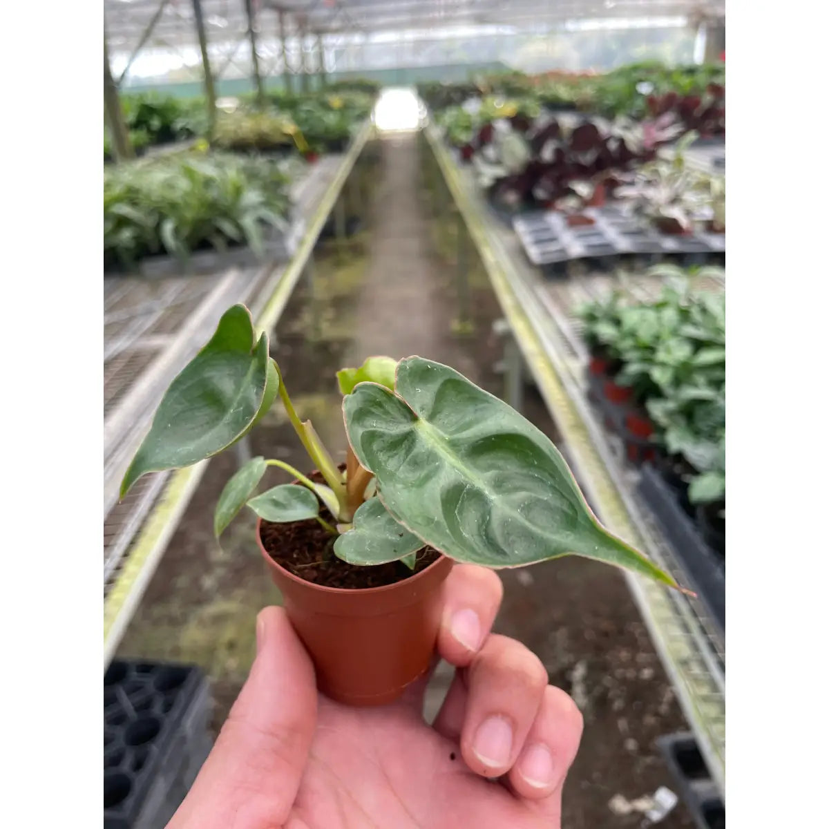 Philodendron Plant - ’Billietiae’ - House Plant Shop
