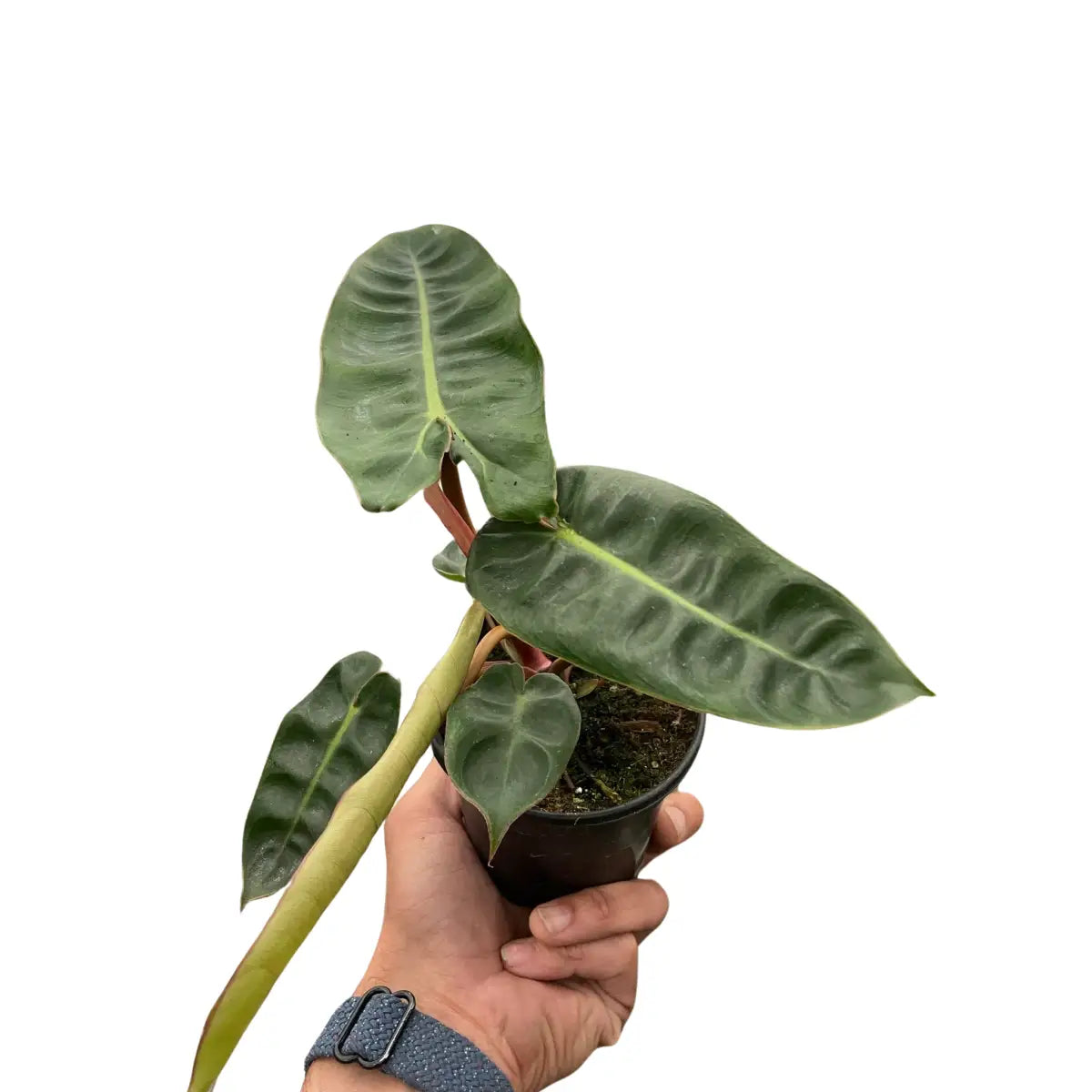 Philodendron Plant - ’Billietiae’ - House Plant Shop