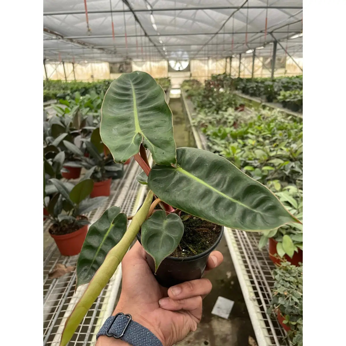 Philodendron Plant - ’Billietiae’ - House Plant Shop