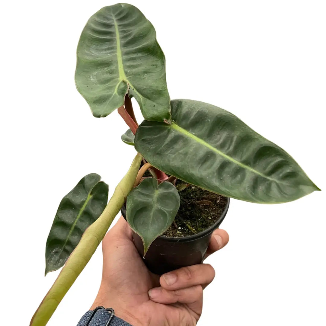 Philodendron Plant - ’Billietiae’ - 2’’ Pot - House Plant Shop