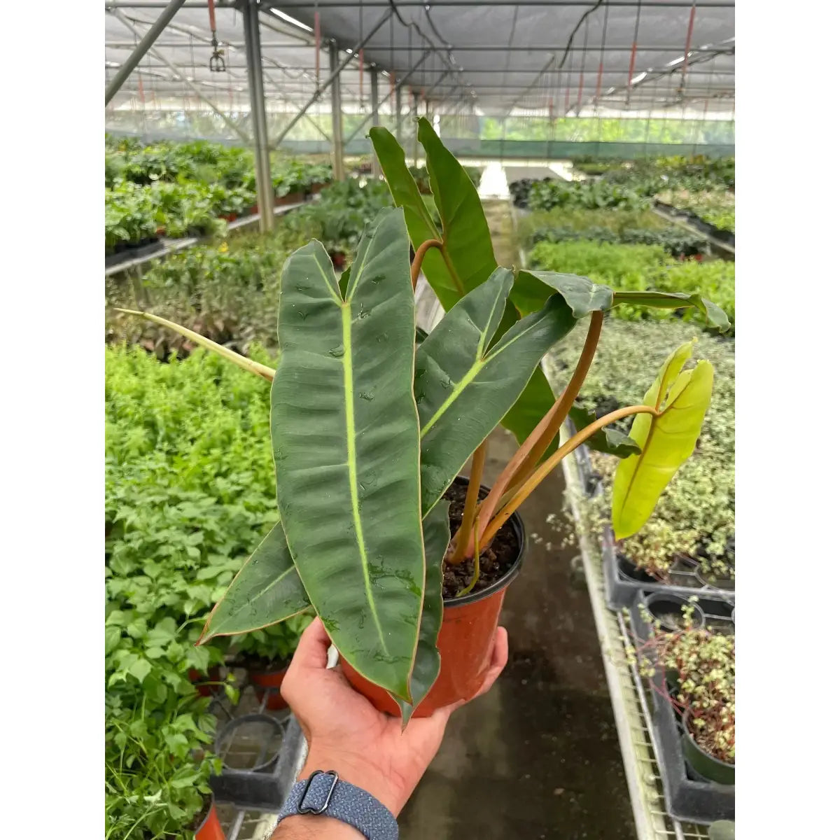 Philodendron Plant - ’Billietiae’ - House Plant Shop