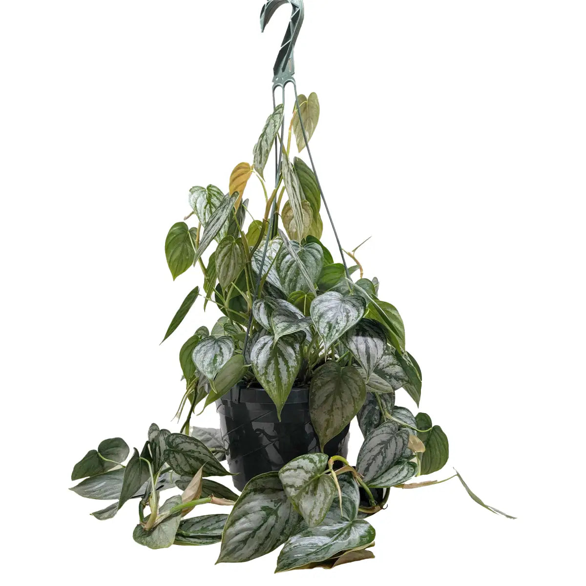 Philodendron Plant - ’Brandi’ - House Plant Shop