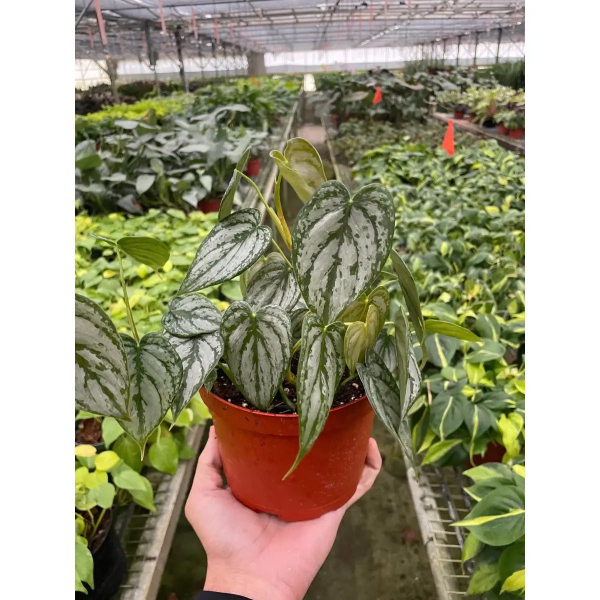 Philodendron Plant - ’Brandi’ - House Plant Shop