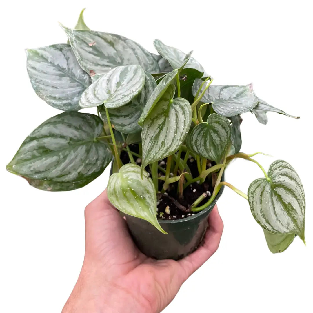 Philodendron Plant - ’Brandi’ - House Plant Shop