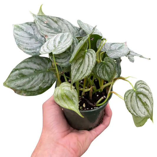 Philodendron Plant - ’Brandi’ - House Plant Shop