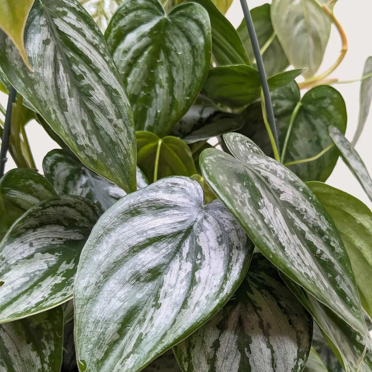 Philodendron Plant - ’Brandi’ - 4’’ Pot - House Plant Shop