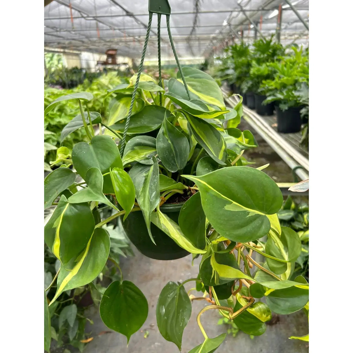 Philodendron ’Brasil’ Plant - House Plant Shop