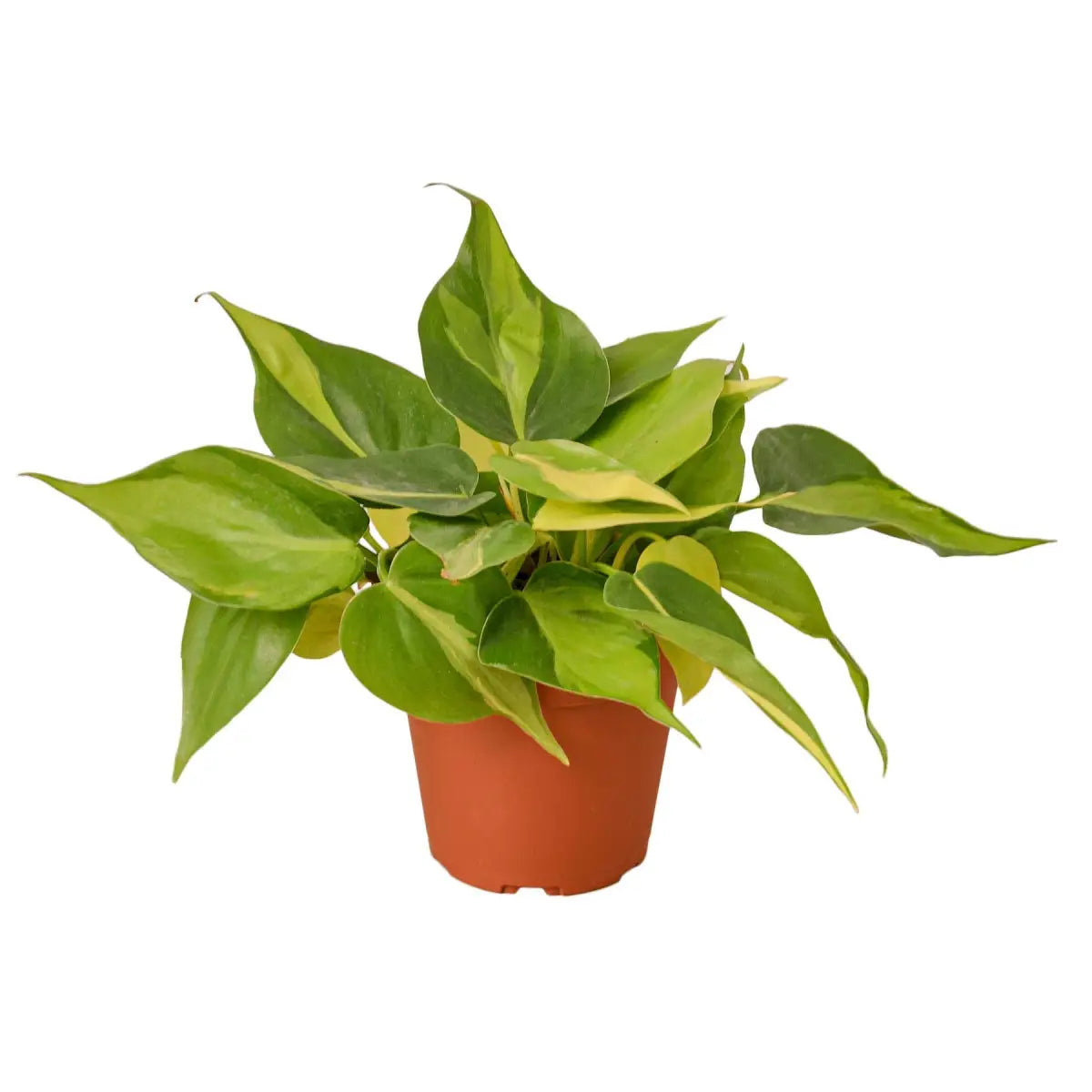 Philodendron ’Brasil’ Plant - House Plant Shop