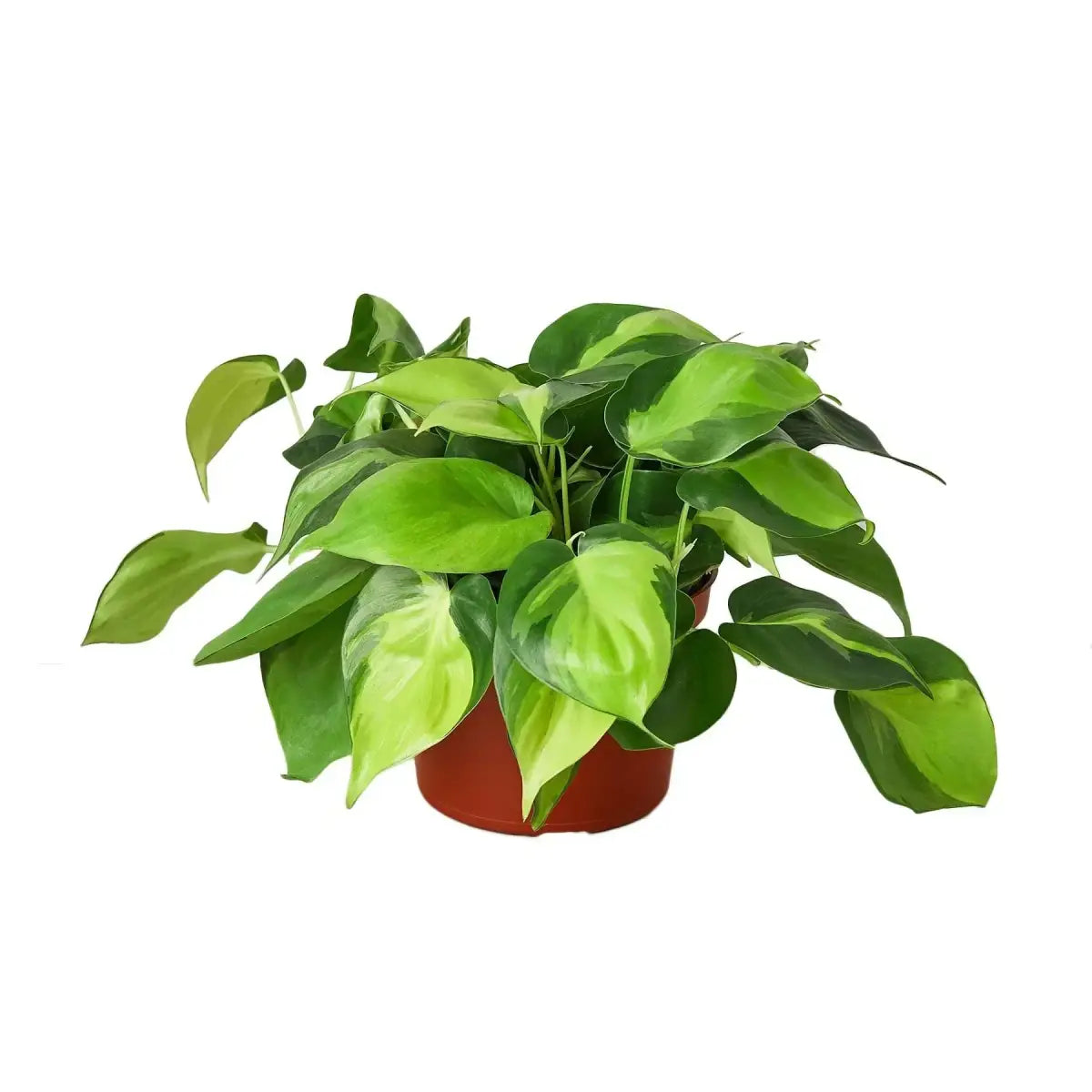 Philodendron ’Brasil’ Plant - House Plant Shop