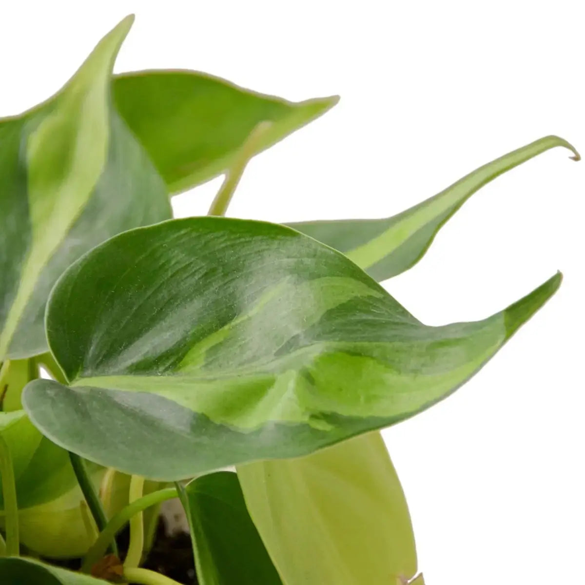 Philodendron ’Brasil’ Plant - 3’’ Pot / Nursery Pot - House Plant Shop