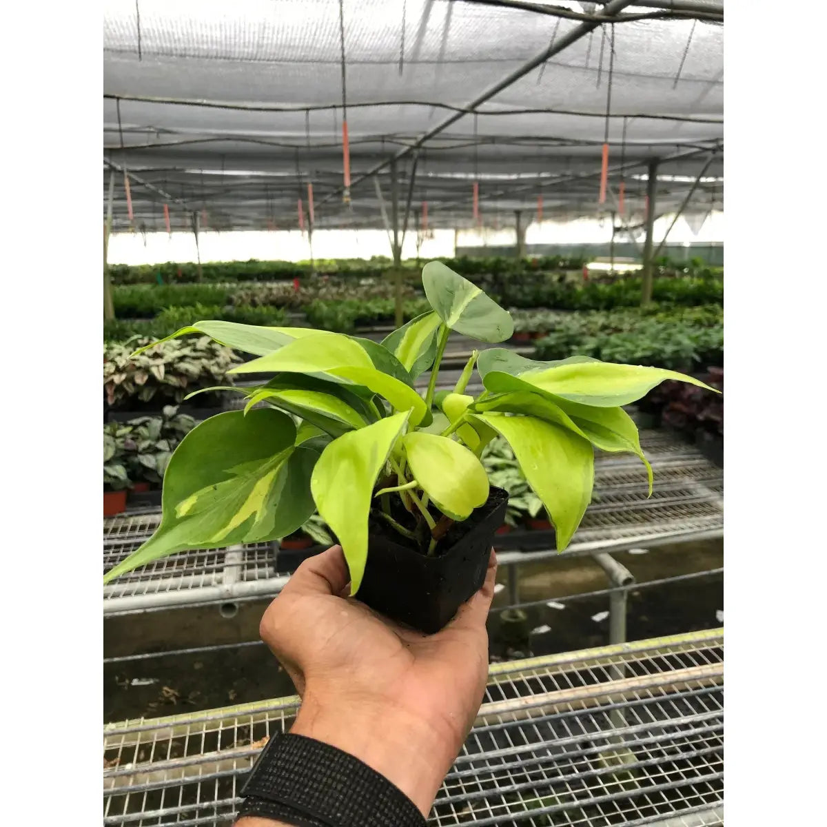 Philodendron ’Brasil’ Plant - House Plant Shop
