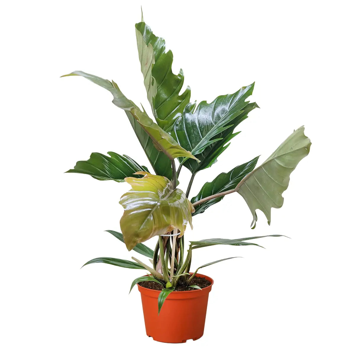 Philodendron Plant - Choco Empress - House Plant Shop