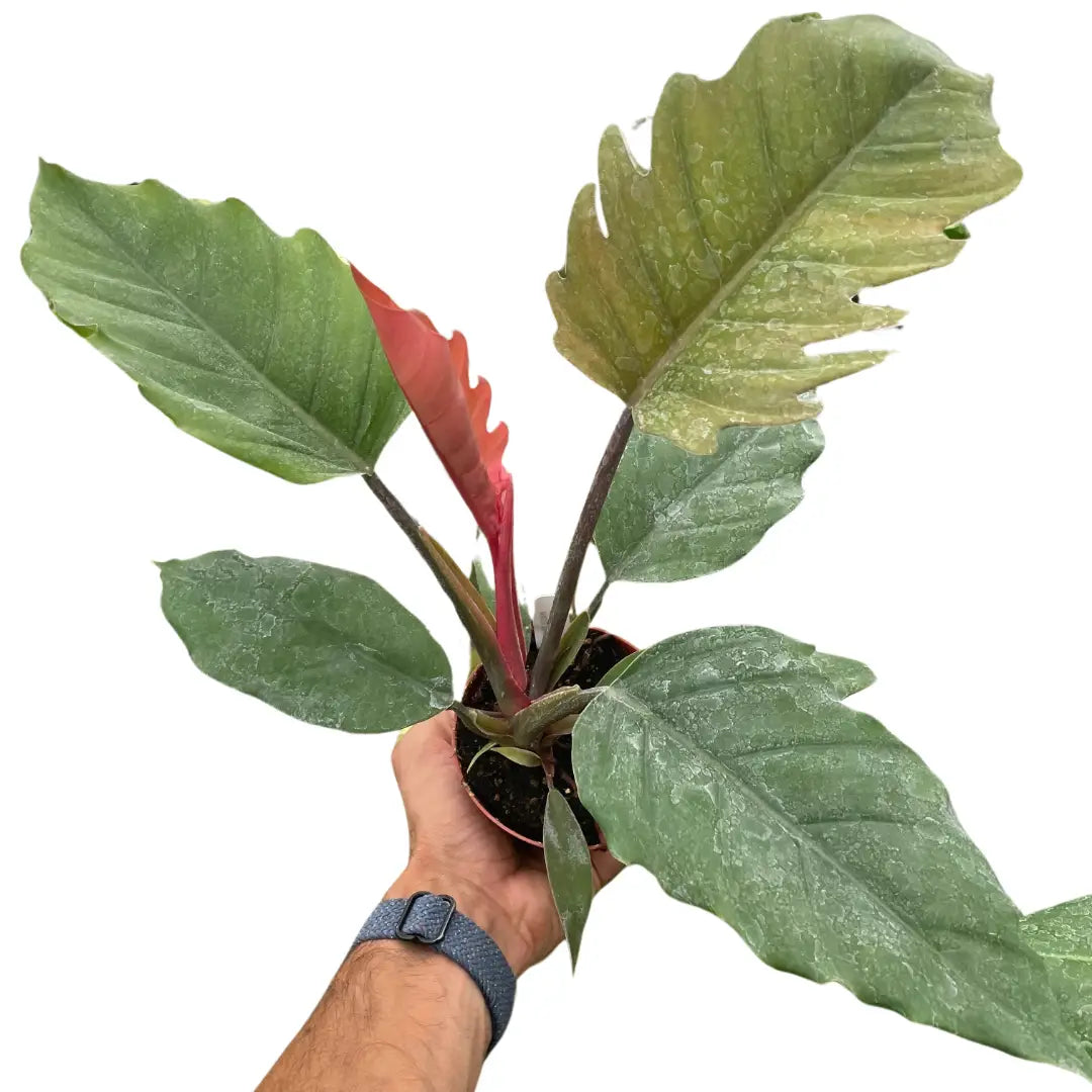 Philodendron Plant - Choco Empress - 4’’ Pot - House Plant Shop