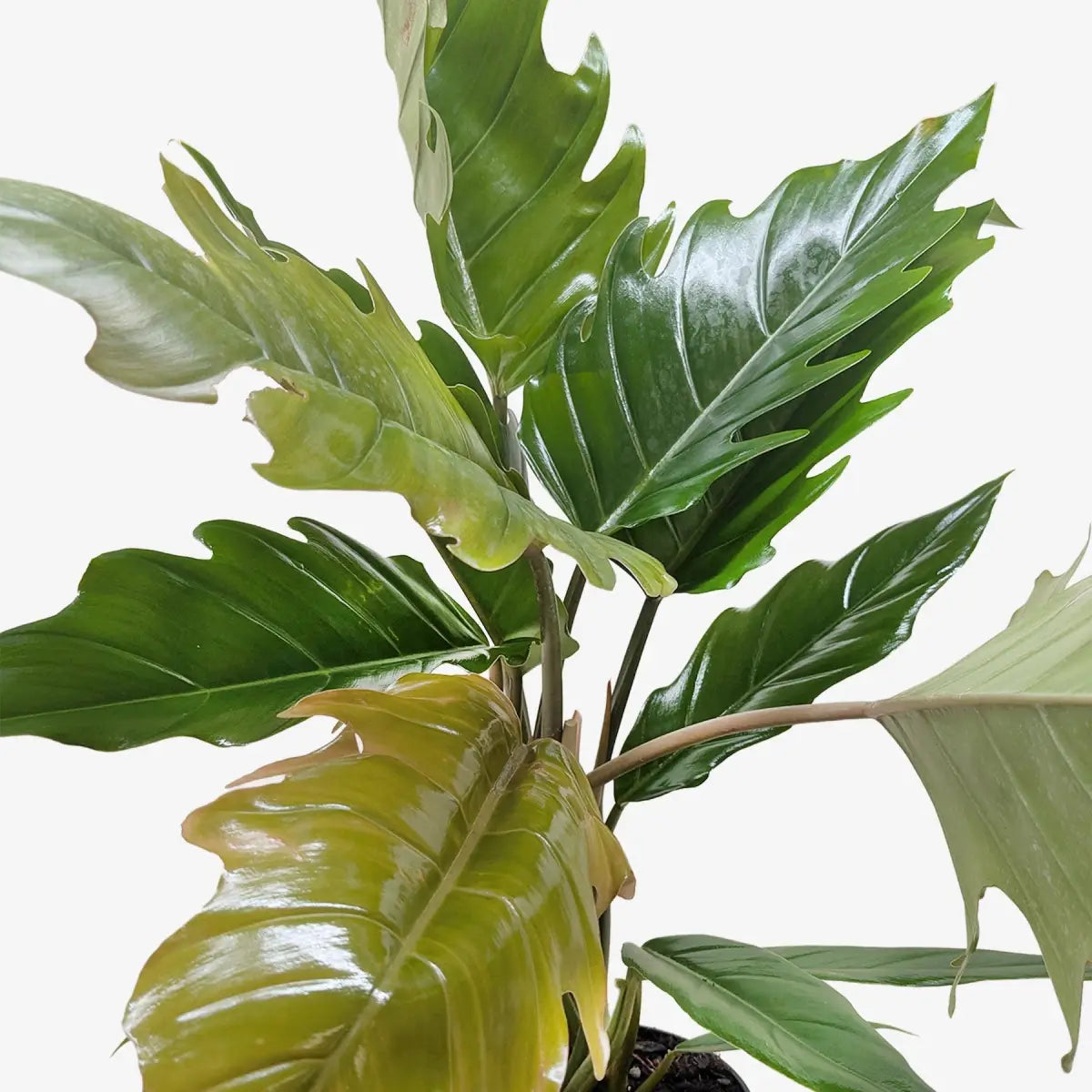 Philodendron Plant - Choco Empress - House Plant Shop