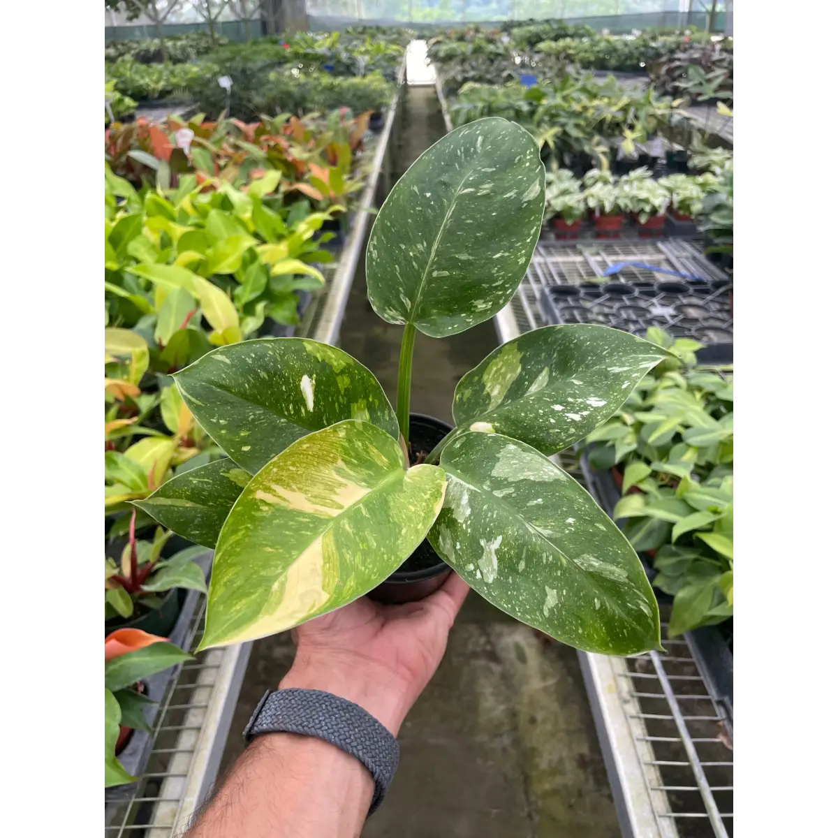 Philodendron ’Congo Nuclear’ - 4’’ Pot - House Plant Shop