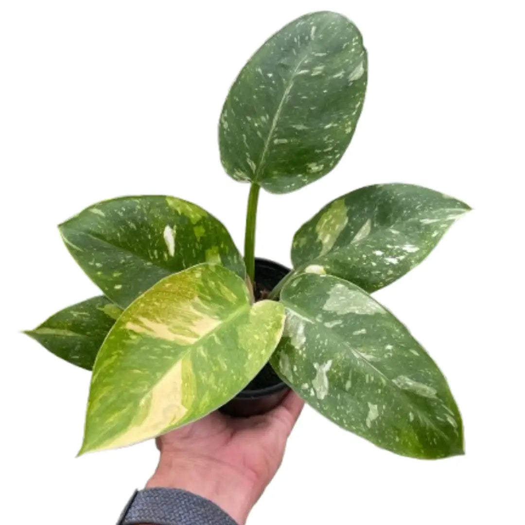 Philodendron ’Congo Nuclear’ - 4’’ Pot - House Plant Shop