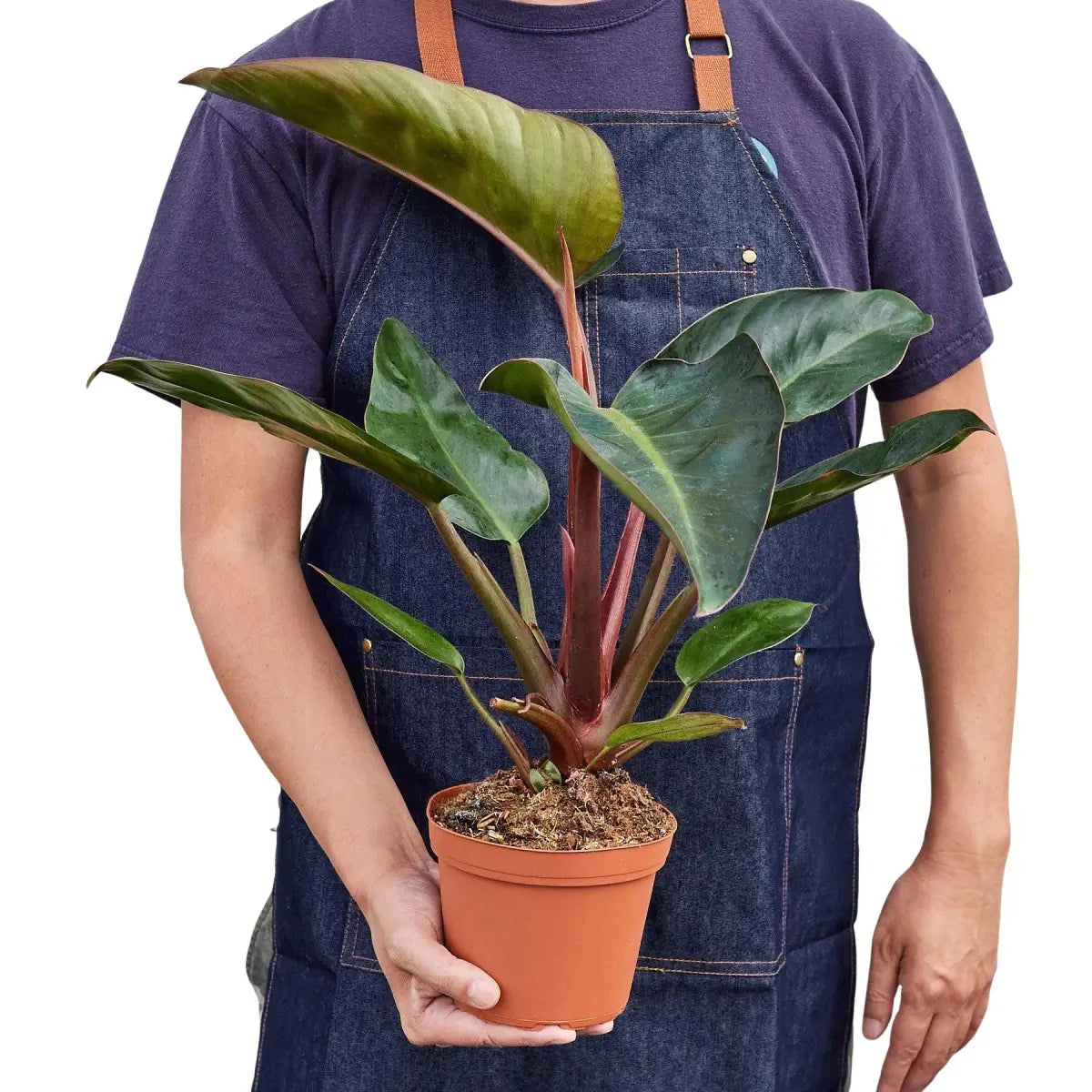 Philodendron Plant - ’Congo Rojo’ - House Plant Shop