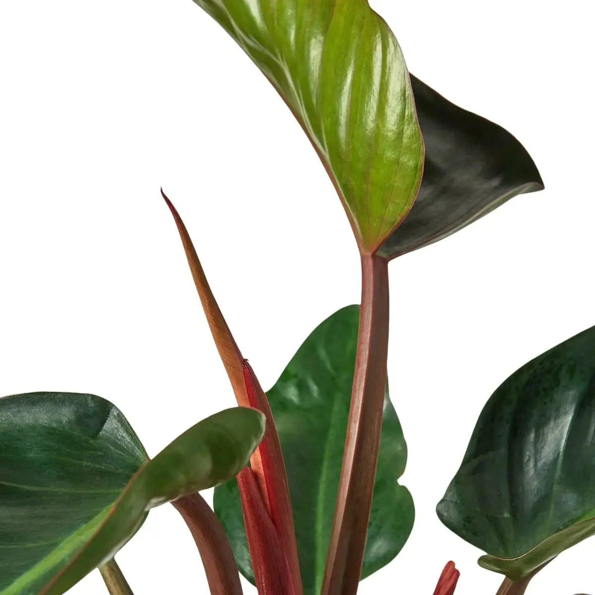 Philodendron Plant - ’Congo Rojo’ - 4’’ Pot - House Plant Shop