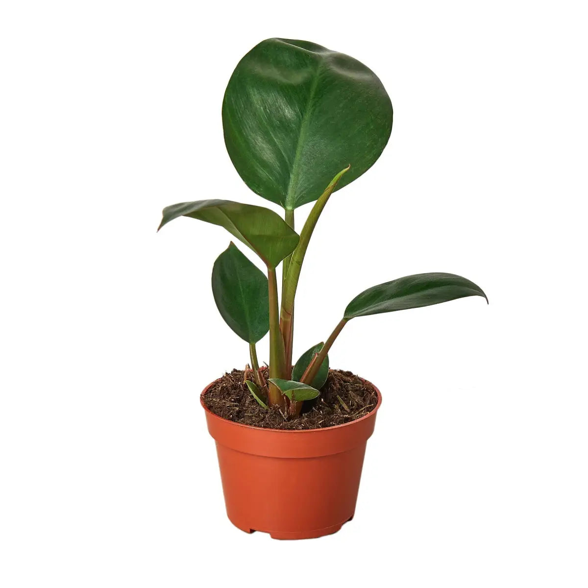 Philodendron Plant - ’Congo Rojo’ - House Plant Shop