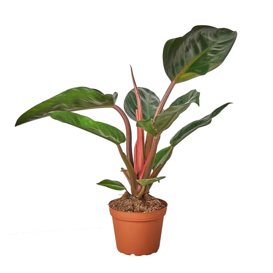 Philodendron Plant - ’Congo Rojo’ - House Plant Shop
