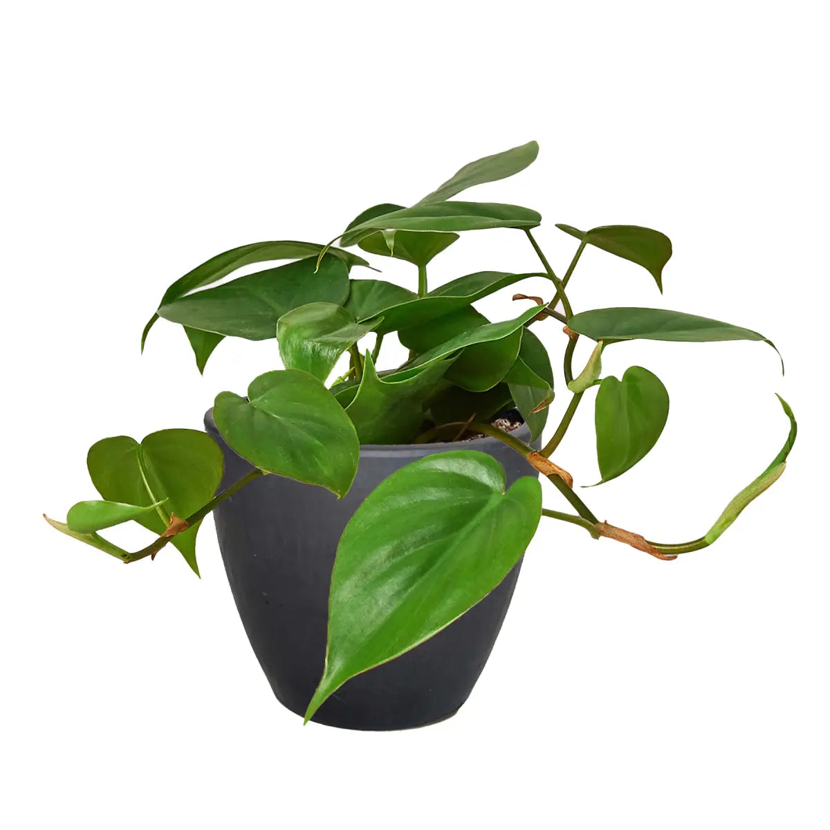 Philodendron Plant - Cordatum Heartleaf - House Plant Shop