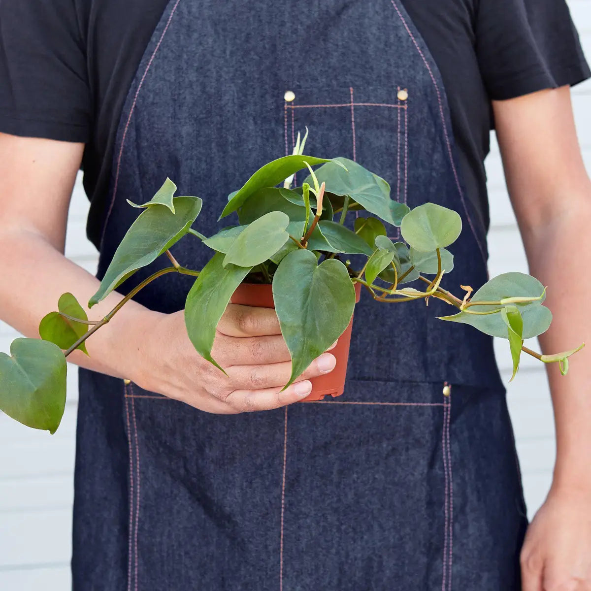 Philodendron Plant - Cordatum Heartleaf - House Plant Shop