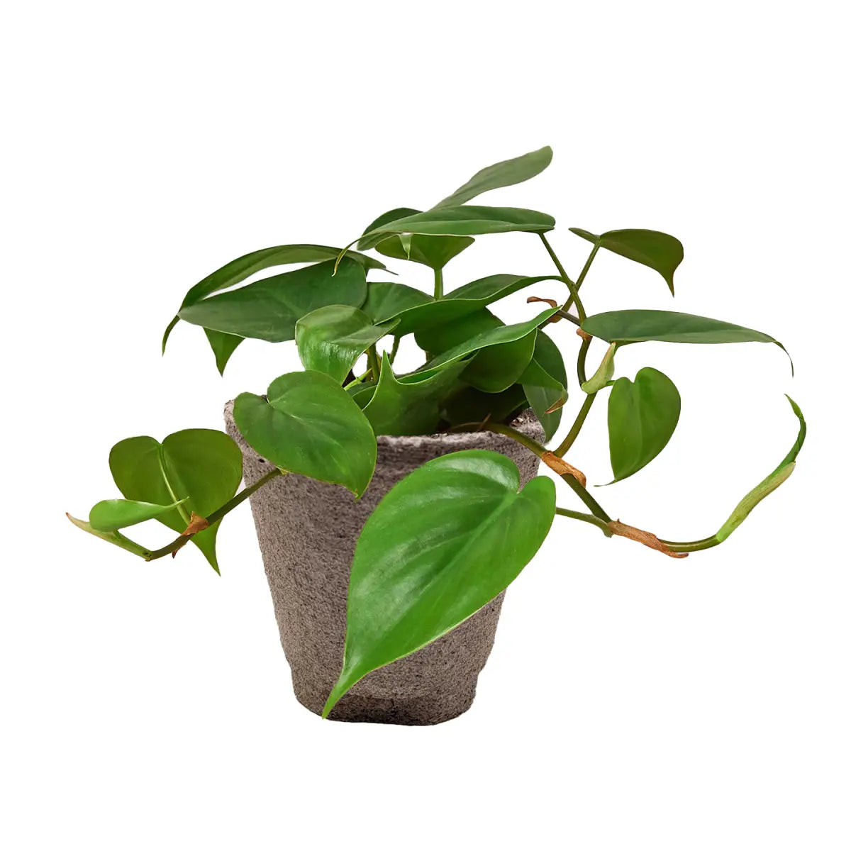 Philodendron Plant - Cordatum Heartleaf - House Plant Shop
