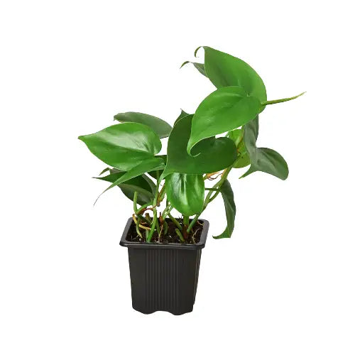 Philodendron Plant - Cordatum Heartleaf - House Plant Shop
