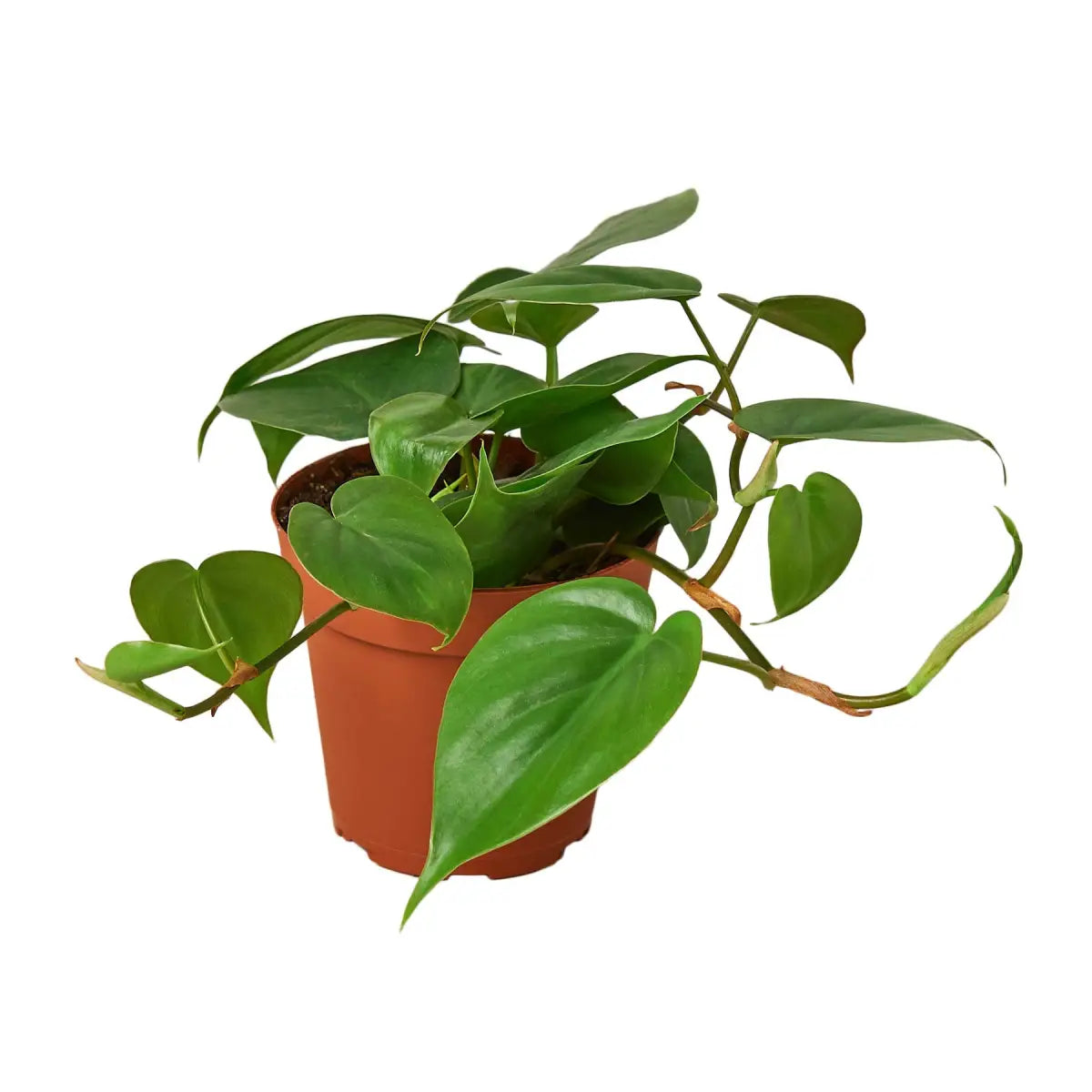 Philodendron Plant - Cordatum Heartleaf - House Plant Shop
