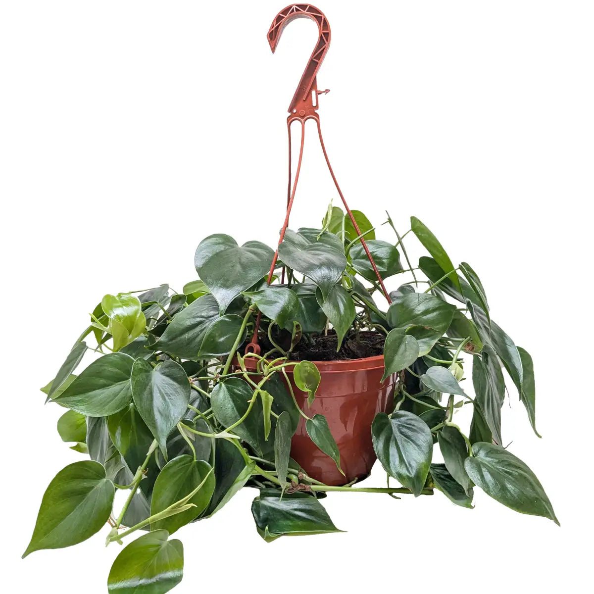 Philodendron Plant - Cordatum Heartleaf - House Plant Shop